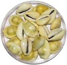 Original Yellow Cowrie Shells Set of 51 for Pooja