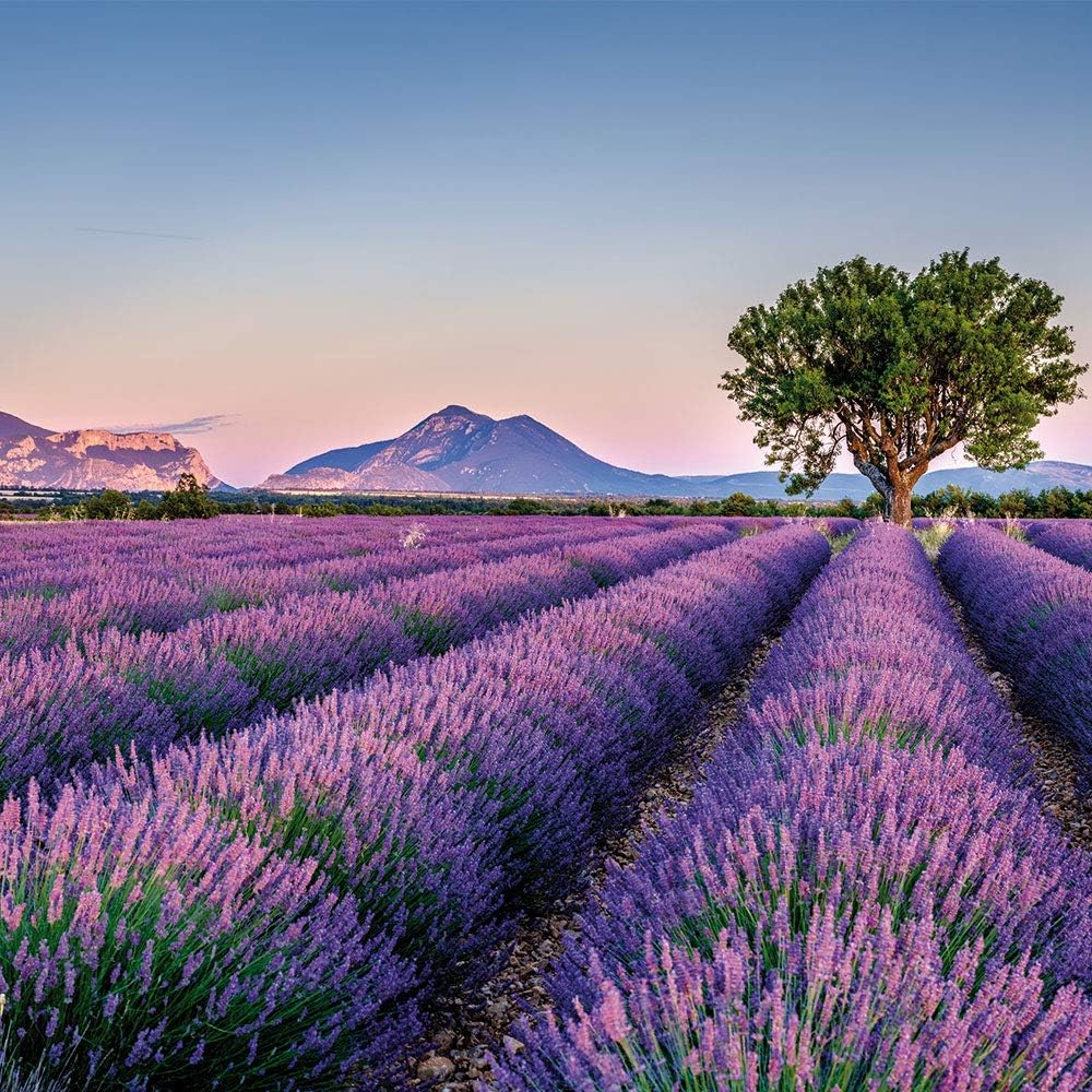 2024 Harvest Lavender Sachets - 12 Organic Dried Provence Lavender