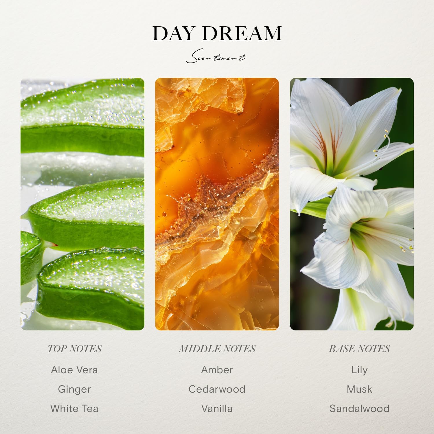 Day Dream Diffuser Oil - Luxurious White Tea Scent 120 mL