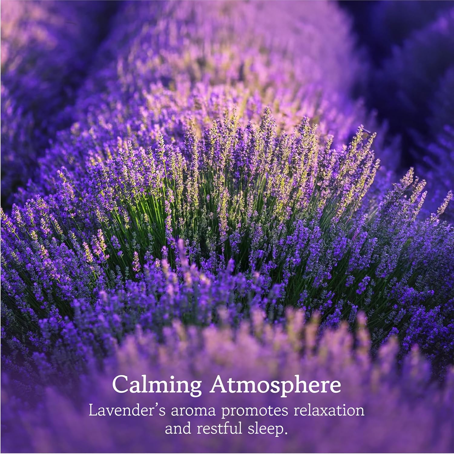 Lavender Sachets for Closets and Drawers - Pack of 20